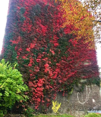 У Львові створили реєстр ліан: вже внесено 322 рослини