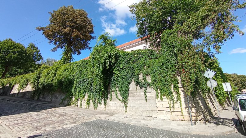 У Львові створили реєстр ліан: вже внесено 322 рослини