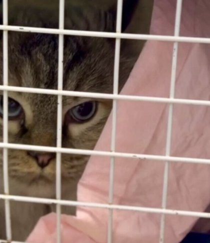 У Львові стартувала акція зі стерилізації безпритульних котів