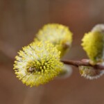 Вербна неділя 2026: традиції, прикмети та значення свята