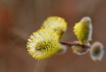 Вербна неділя 2026: традиції, прикмети та значення свята