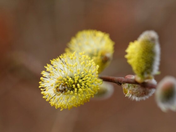 Вербна неділя 2026: традиції, прикмети та значення свята